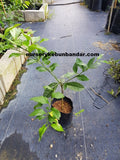 Rosso Lemon Tree - Malaysia Online Plant Nursery