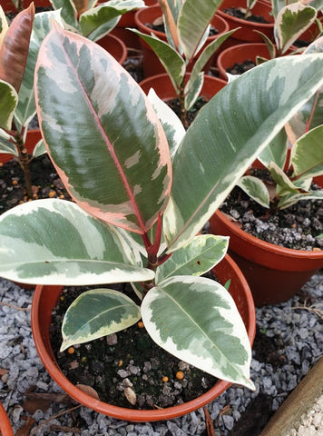 Ficus Elastica - Malaysia Online Plant Nursery