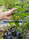 Rukam Madu - Malaysia Online Plant Nursery