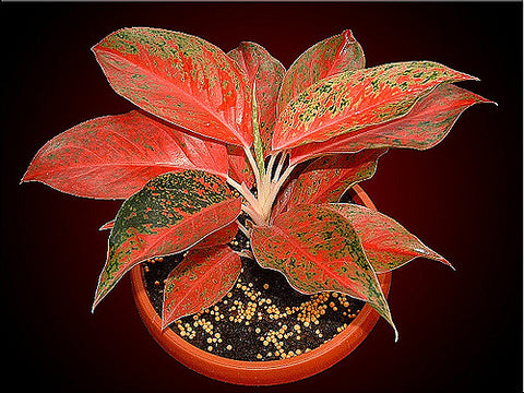 Aglaonema Red Galaxy - Malaysia Online Plant Nursery