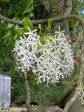 Sandpaper vine white - Malaysia Online Plant Nursery