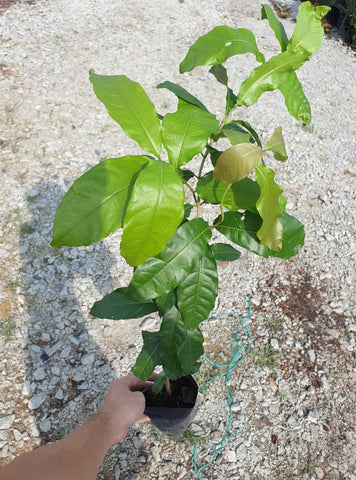 Sandpaper vine white - Malaysia Online Plant Nursery