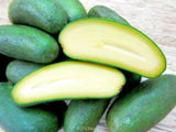 Seedless Avocado (rare and new hybrid variety) - Malaysia Online Plant Nursery