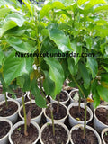 Seedless Avocado (rare and new hybrid variety) - Malaysia Online Plant Nursery
