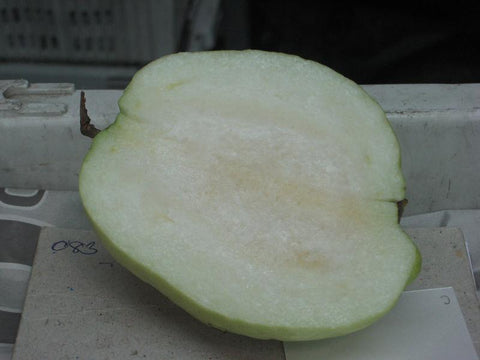 Seedless Guava - Malaysia Online Plant Nursery