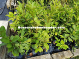 Seedless Guava - Malaysia Online Plant Nursery