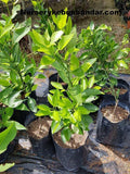 Pokok Limau Barli Sunkist Orange - Malaysia Online Plant Nursery