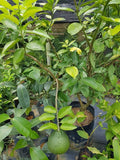Pokok Limau Barli Sunkist Orange - Malaysia Online Plant Nursery