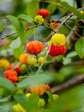 Surinam Cherry - Malaysia Online Plant Nursery