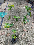 Surinam Cherry - Malaysia Online Plant Nursery