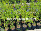 Thailand Sweet Cherry - Malaysia Online Plant Nursery