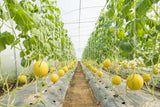 Sweet Yellow Skin Watermelon Seeds - Malaysia Online Plant Nursery