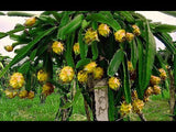 Yellow Dragon Fruit - Malaysia Online Plant Nursery