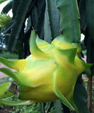 Yellow Dragon Fruit - Malaysia Online Plant Nursery