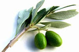 Pokok Zaitun (Olive) - Malaysia Online Plant Nursery